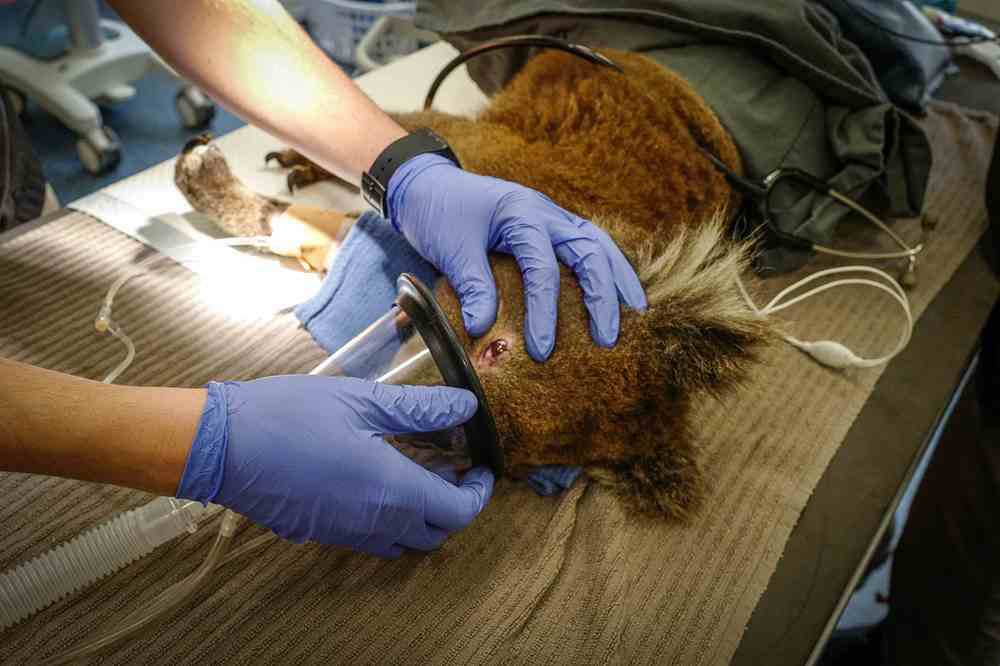 The money that people send through Prague Zoo to help Australian animals helps, for example, at this veterinary clinic in Melbourne Zoo. Pictured here is Friday’s clinic to treat koalas from the Mallacoota area, which suffered paw burns and eye injuries during the fire. Photo: Miroslav Bobek, Prague Zoo