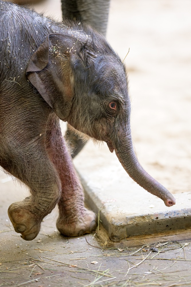 The female elephant was born on Friday morning and weighs 92 kilograms. Photo: Petr Hamerník, Prague Zoo