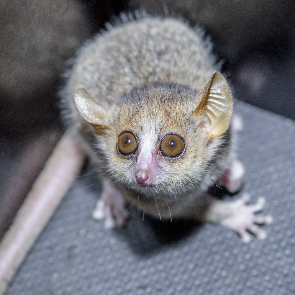 Mládě makiho Ganzhornova se v Zoo Praha narodilo 15. září a zatím společně s matkou zůstává v zázemí, kde tráví čas v porodním boxu. Foto: Petr Hamerník, Zoo Praha.