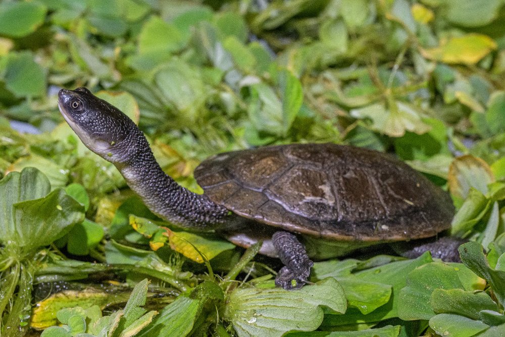 Zoo Praha si na podzim roku 2018 dovezla osm čerstvě vylíhlých dlouhokrček rotiských z rakouské záchranné a výzkumné stanice „Turtle Island“  v Grazu. Nyní mohou návštěvníci tuto kriticky ohroženou želvu obdivovat  v pavilonu Indonéská džungle. Foto: Petr Hamerník, Zoo Praha.