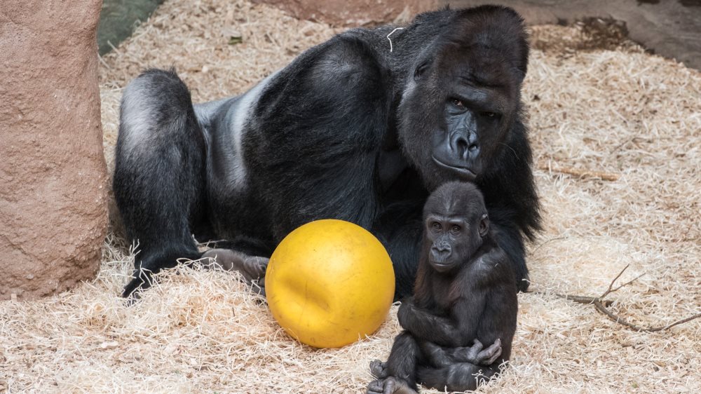 Foto: Vít Lukáš, Zoo Praha