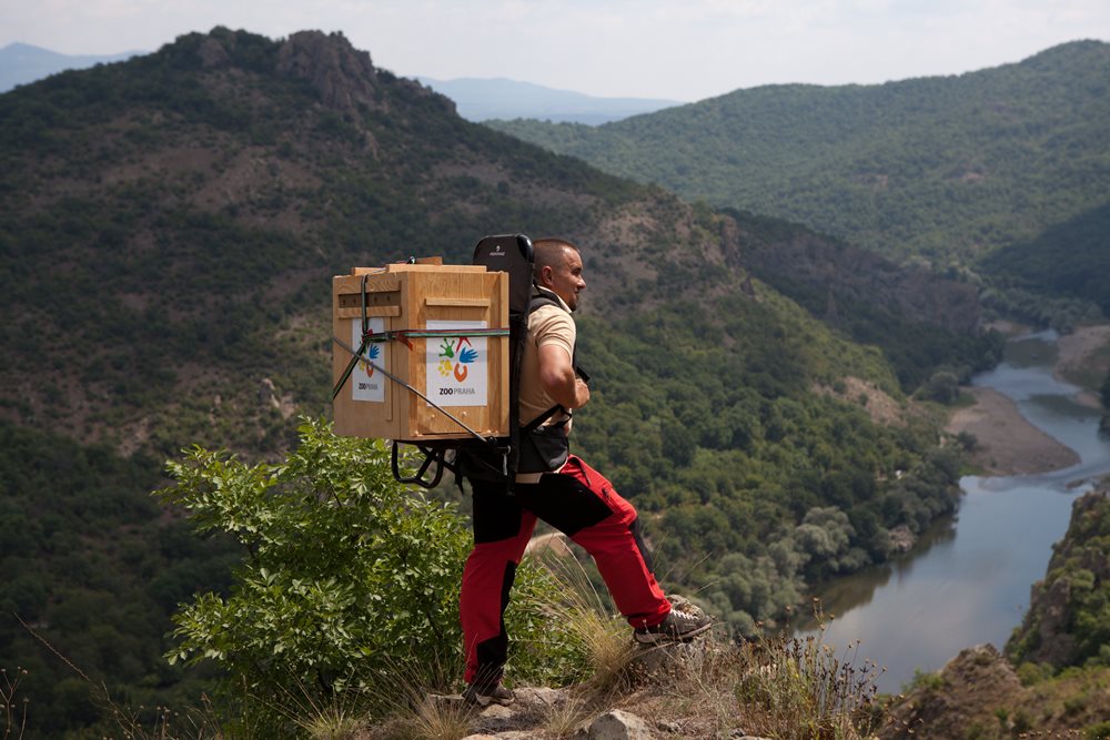 The Green Balkans’ veterinarian, Rusko Petrov, looking at the rocky niche with the artificial nest. Roughly twenty minutes later the chicks brought from Prague Zoo will be placed there. Photo: Lenka Pastorčáková, Prague Zoo