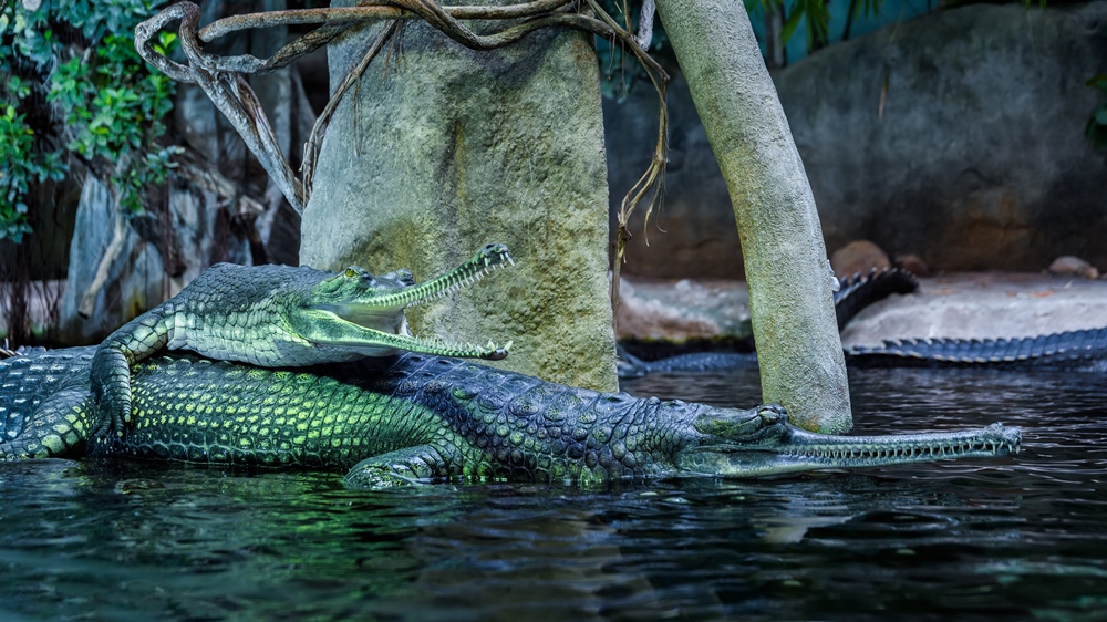 Foto: Petr Hamerník, Zoo Praha