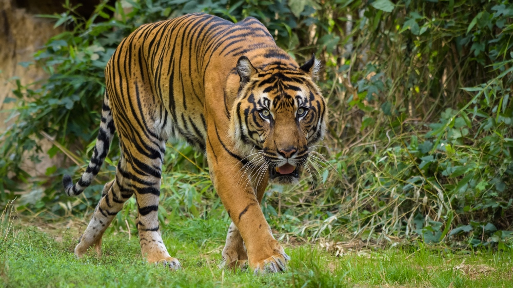Foto: Petr Hamerník, Zoo Praha