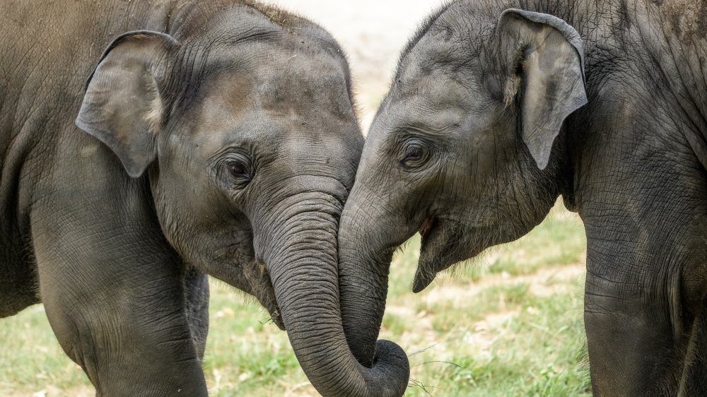 Foto: Petr Hamerník, Zoo Praha