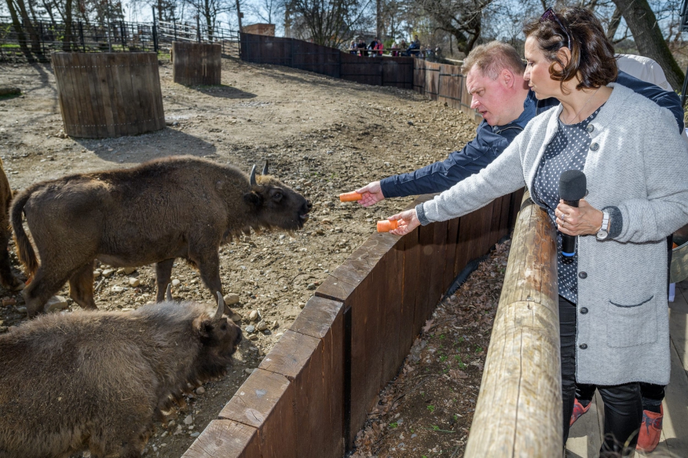 Na mezinárodním projektu návratu zubrů na Kavkaz se podílí i Zoo Praha. Na snímku krmí pražské zubry herci Václav Kopta a Veronika Freimanová. Foto: Petr Hamerník, Zoo Praha.