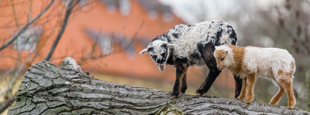 Dětská zoo