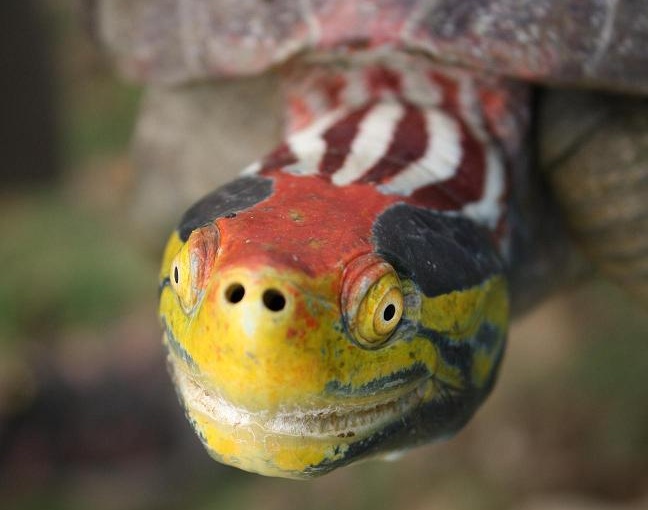 Apart from the gharial, the Chambal River is also home to the critically endangered red-crowned roofed turtle. Photo: Sheena Koeth