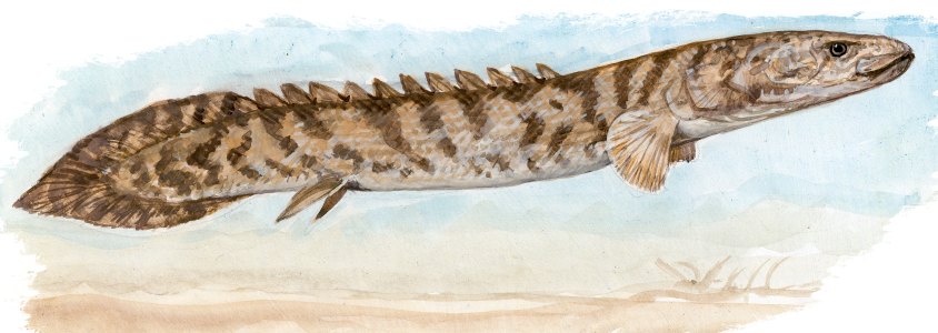 Bichir, autor: Pavel Procházka Bichir, autor: Pavel Procházka