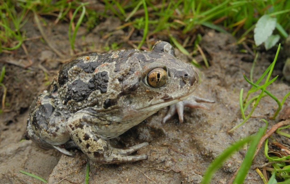 Foto: Daniele Seglie / CC BY-NC 4.0, iNaturalist (zdroj: www.inaturalist.org/photos/6807287)