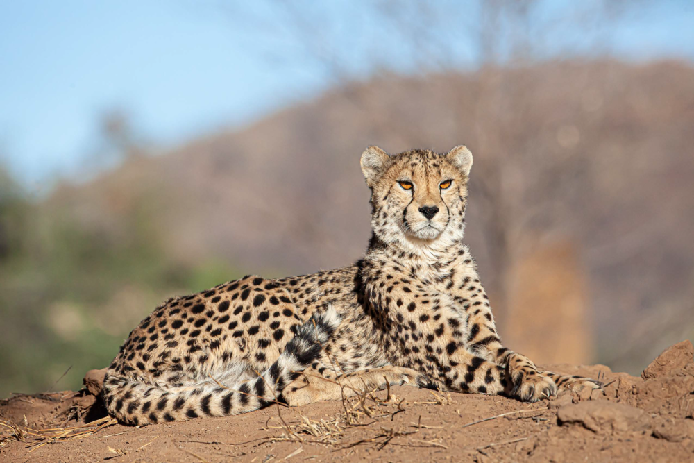 Gepard – Namibie, Photo: Václav Šilha