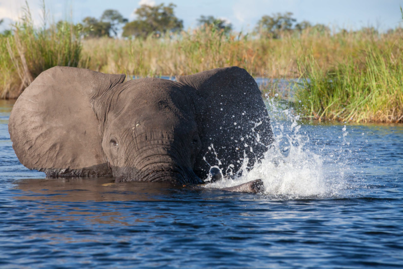 Slon africký – delta Okavanga – Botswana, Photo: Václav Šilha