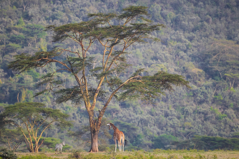 Zebra a žirafa ve stínu akácie – NP Nakuru – Keňa, Photo: Václav Šilha