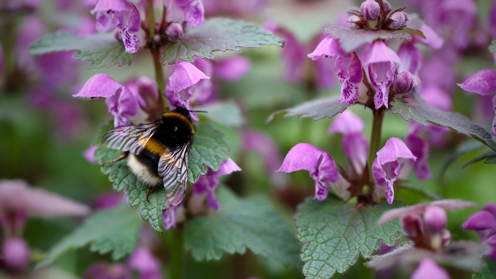 Květy hluchavek jsou vítaným zdrojem nektaru pro čmeláky. Foto: Annette Meyer / Content License, Pixabay Květy hluchavek jsou vítaným zdrojem nektaru pro čmeláky. Foto: Annette Meyer / Content License, Pixabay
