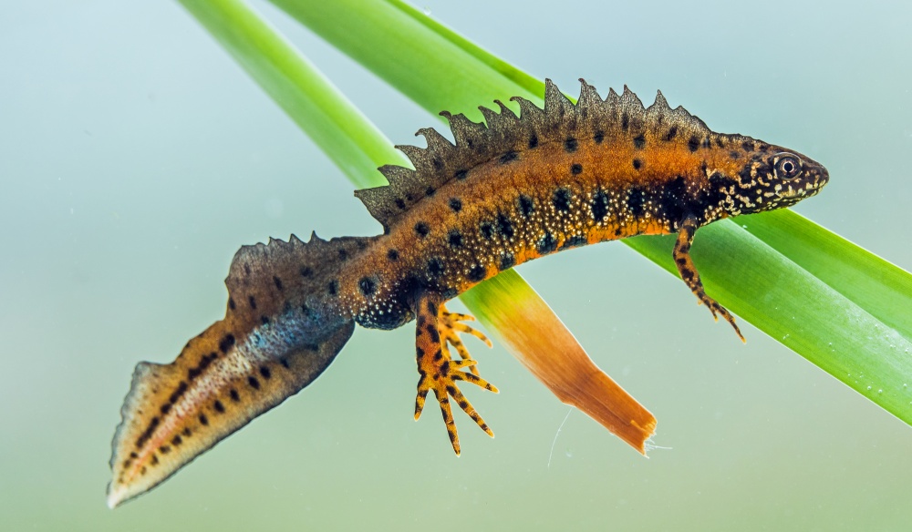 Čolek dunajský. Foto: Russell Scott / CC BY-SA 2.0, Flickr (zdroj: www.flickr.com/photos/95482238@N02/49420635903/)