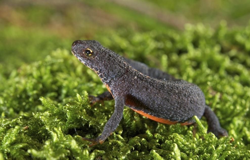  V době, kdy žijí na souši, čolci nemají ani hřeben, ani výrazné skvrnění na těle; oranžové nebo žluté břicho jim však zůstává. Na sním