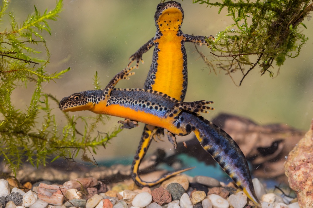 Čolek horský. Foto: Herwig Winter / CC BY-SA 4.0, Wikimedia Commons (zdroj: commons.wikimedia.org/wiki/File:Bergmolch_im_Geo-Naturpark_Bergstraße-Odenwald.jpg)