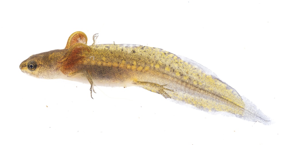 Larva čolka obecného. Foto: © Michał Michlewicz / CC BY-NC 4.0, iNaturalist (zdroj: www.inaturalist.org/photos/538188573)