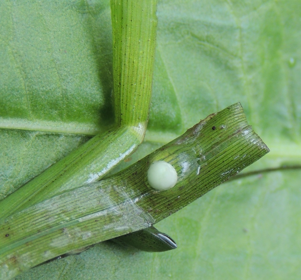 Vajíčka čolků bývají přilepená po jednom na listy vodních rostlin. Foto: © Emma Creasey / CC BY-NC 4.0, iNaturalist (zdroj: www.inaturalist.org/photos/36605983)
