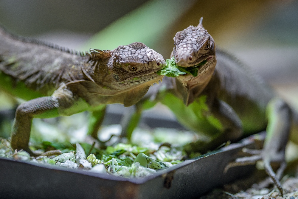 Na vzácné leguány chutné čekala Zoo Praha 13 let. Dnes patří mezi tři zoo na světě s větším počtem tohoto ohroženého druhu. Foto: Petr Hamerník, Zoo Praha.