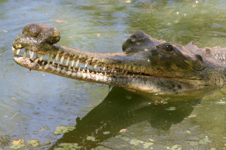 Adult male gharials have a prominent cartilaginous growth on the tip of their snout, known as a ghara. This structure plays a crucial role during courtship: it is used in elaborate male displays, the production of water geysers and bubbles, and in amplifying and modulating vocalisations. Photo: Ivan Rehák, Prague Zoo