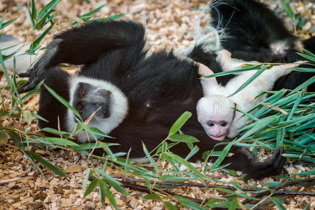 Guerézy pláštíkové najdete ve spodní části zoo, v areálu Opičích ostrovů. Foto: Petr Hamerník, Zoo Praha
