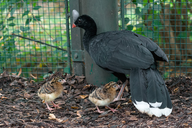 Již od druhého dne po vylíhnutí mohou návštěvníci pozorovat samici s mláďaty ve venkovním výběhu. Foto: Petr Hamerník, Zoo Praha