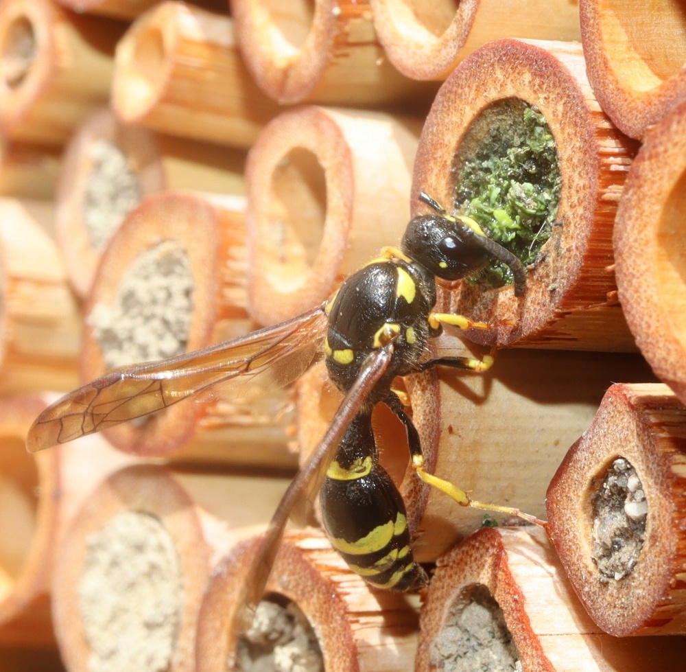Hmyzí hotely rády obsazují také drobné hrnčířky, jejichž larvy se živí larvami mandelinek či obalečů. Foto: © Barbara Klenner / CC BY-NC 4.0, iNaturalist Hmyzí hotely rády obsazují také drobné hrnčířky, jejichž larvy se živí larvami mandelinek či obalečů. Foto: © Barbara Klenner / CC BY-NC 4.0, iNaturalist