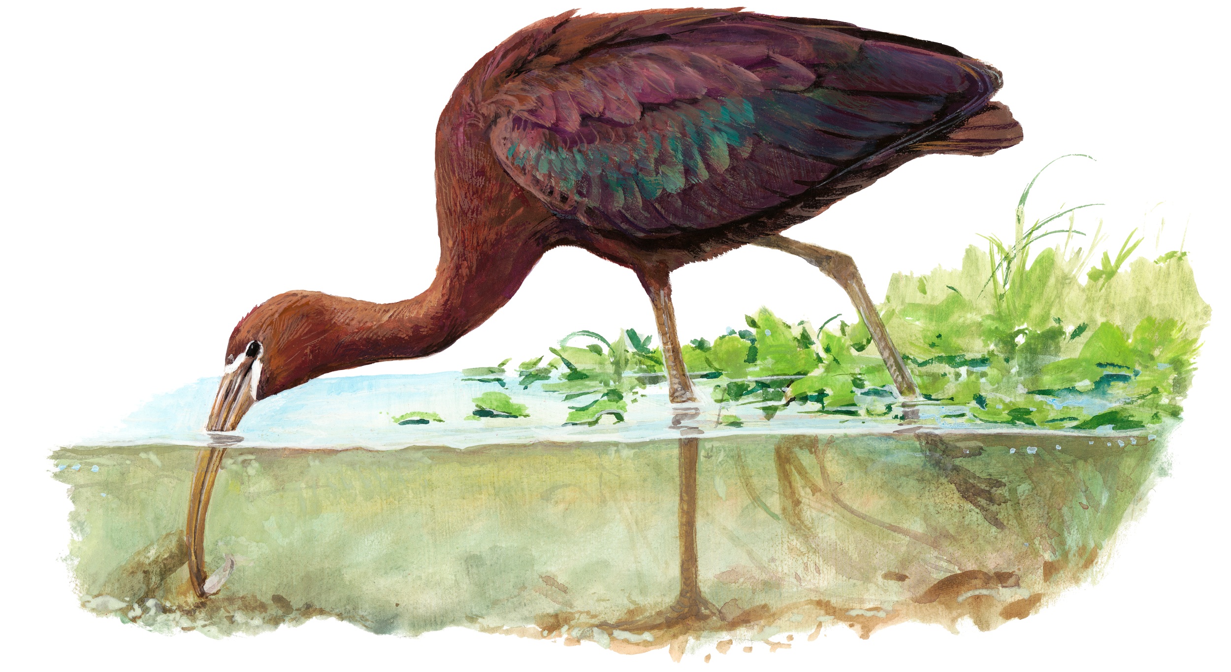 Ibis hnědý loví potravu, autor: Pavel Procházka Ibis hnědý loví potravu, autor: Pavel Procházka