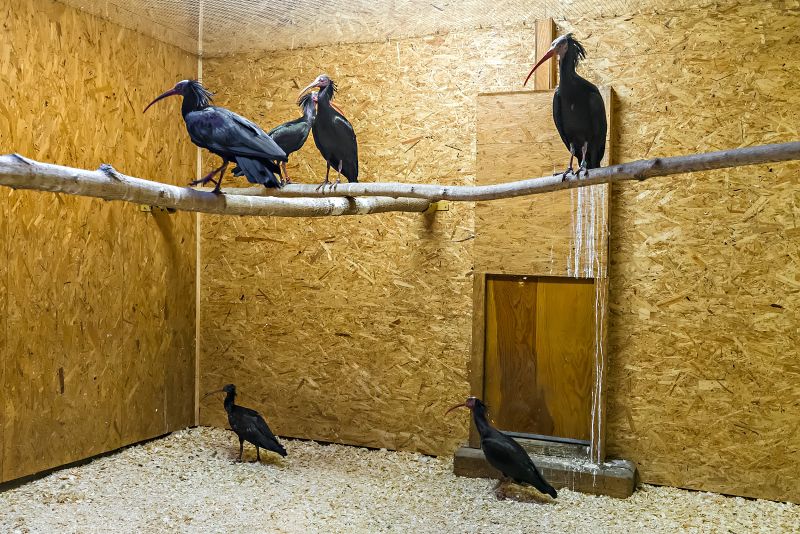 Zatím jsou ibisové v zázemí, od soboty již některé návštěvníci uvidí.  Foto: Petr Hamerník, Zoo Praha