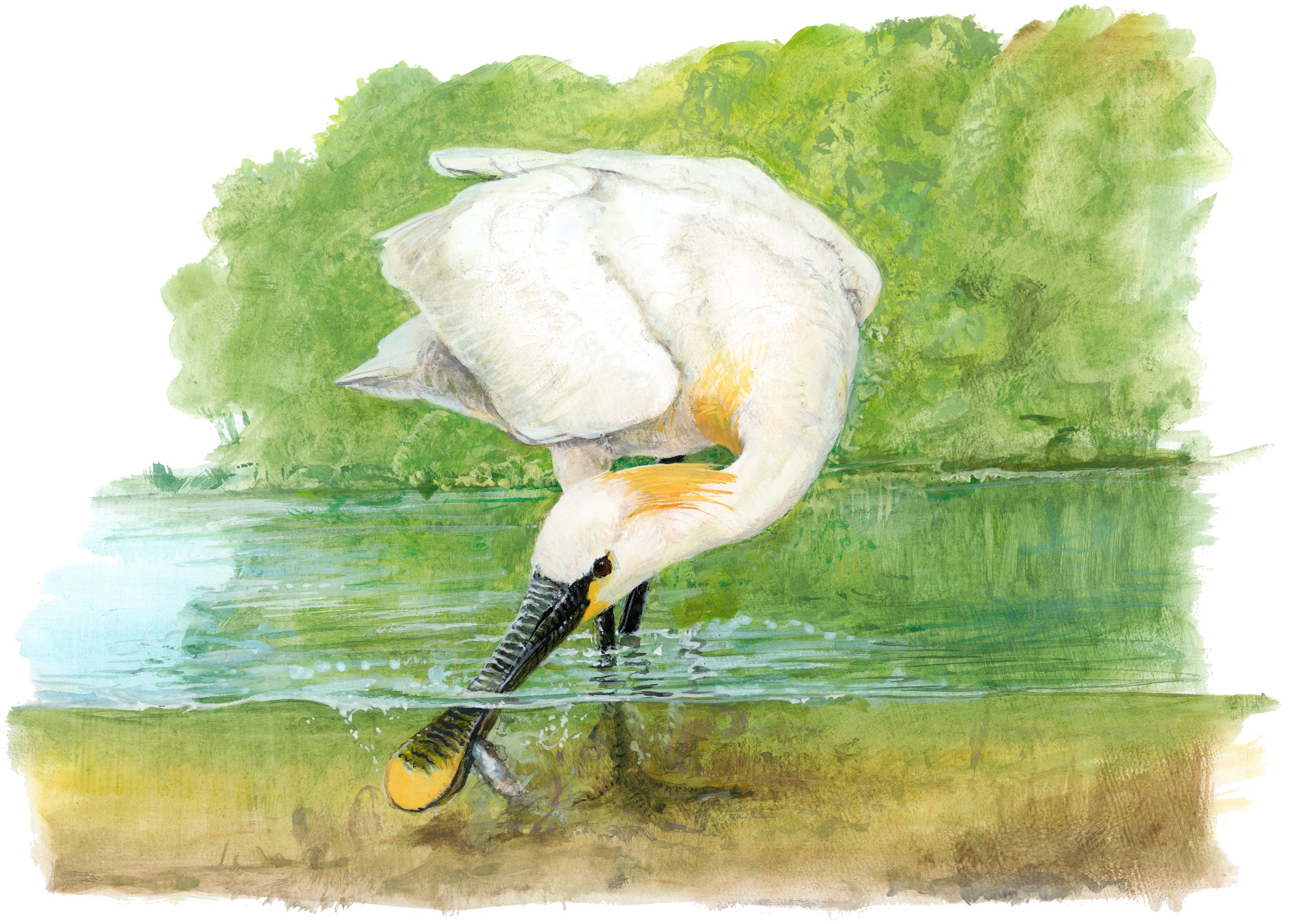 Kolpík bílý loví potravu, autor: Pavel Procházka