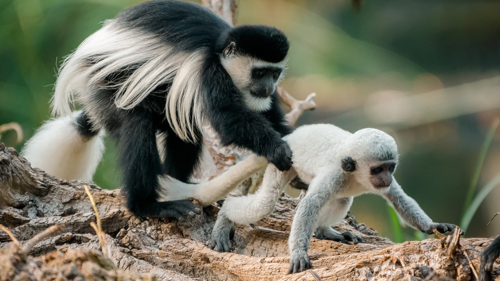 Kibo společně se sourozenci ve větvích stromu. Foto: Petr Hamerník, Zoo Praha 
