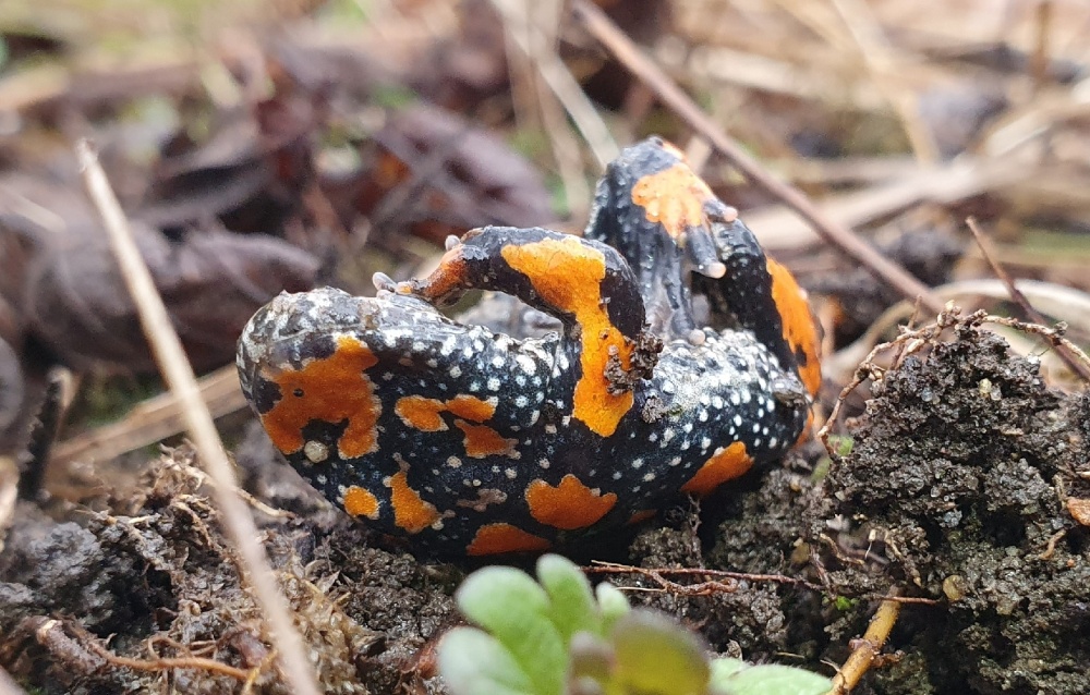 Při ohrožení se kuňky prohnou v typické obranné pozici, aby odhalily kontrastní barvy spodiny těla. Na snímku kuňka ohnivá. Foto: © Arne / CC BY-NC-SA 4.0, iNaturalist (zdroj: www.inaturalist.org/photos/629745605) 