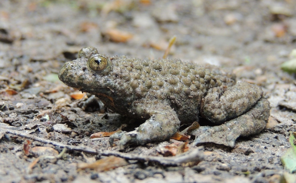  Kuňka žlutobřichá. Foto: © Michel Thome / CC BY-NC 4.0, iNaturalist (zdroj: www.inaturalist.org/photos/609971743) 