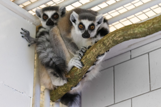 Foto: Petr Hamerník, Zoo Praha