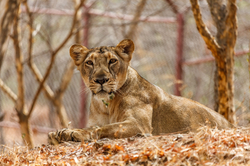 The parents of the lions from Sakkarbaug Zoo originate from Gir Forest, where the last wild population of Indian Lions lives. Photo: Miroslav Bobek, Prague Zoo