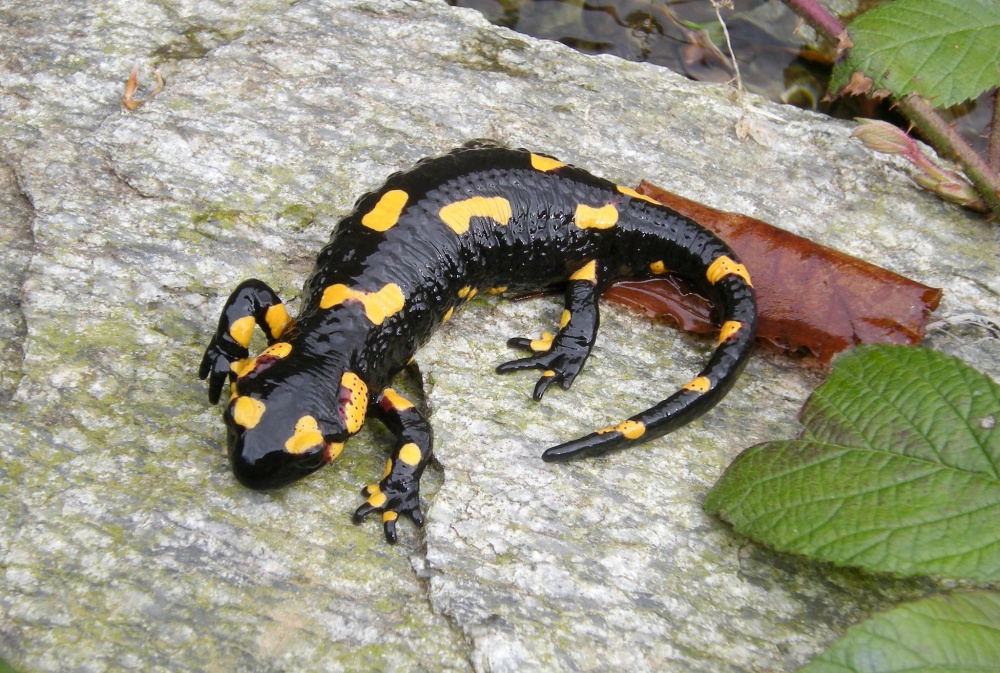 Foto: © Joachim Langeneck / CC BY-NC 4.0, iNaturalist (zdroj: www.inaturalist.org/photos/824366)