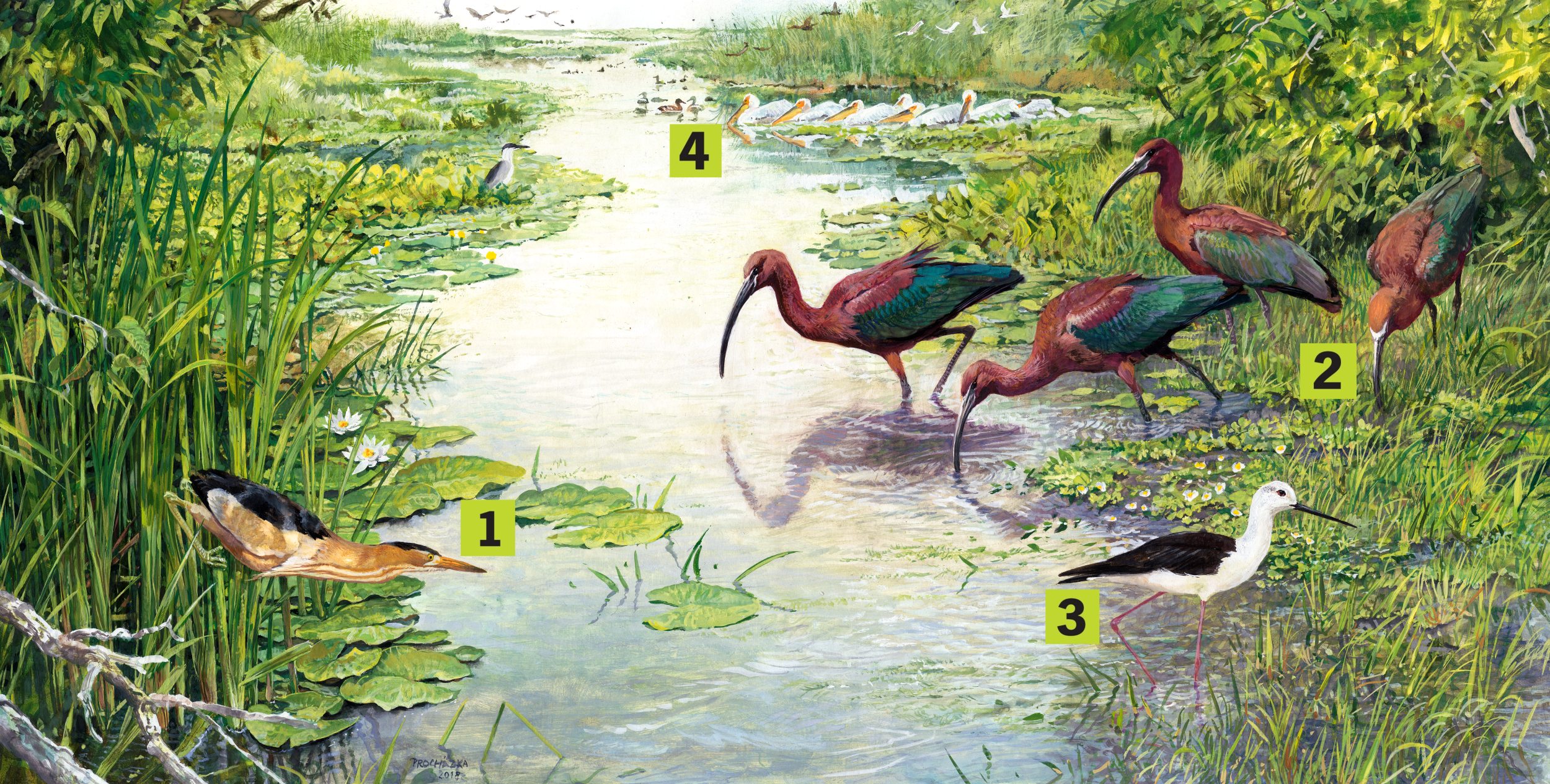 Dunajská delta, autor: Pavel Procházka