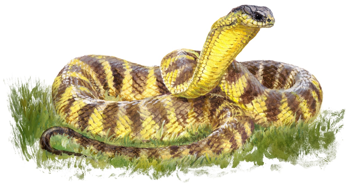 Australian brown snake (c) Pavel Procházka