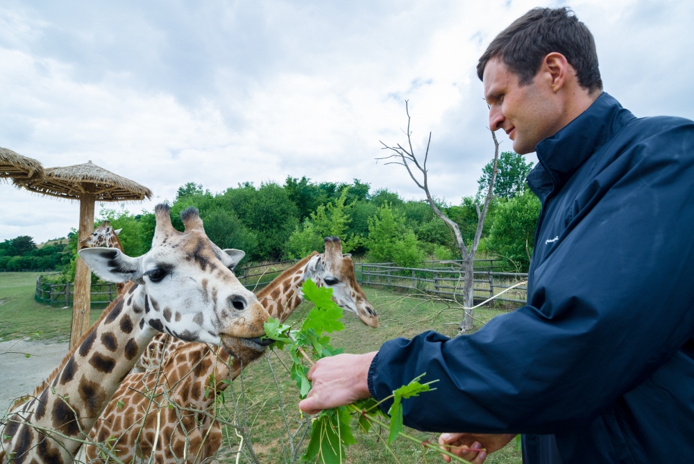 Český basketbalista Jiří Zídek byl mezi prvními, kdo si nakrmili v pražské zoo žirafy z ruky. Foto: Petr Hamerník, Zoo Praha