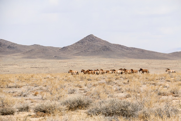 V čele harému hřebce Nomkhona kráčí klisna Zeta a její desáté hříbě (duben 2015). Foto: Ganbaatar Oyunsaikhan