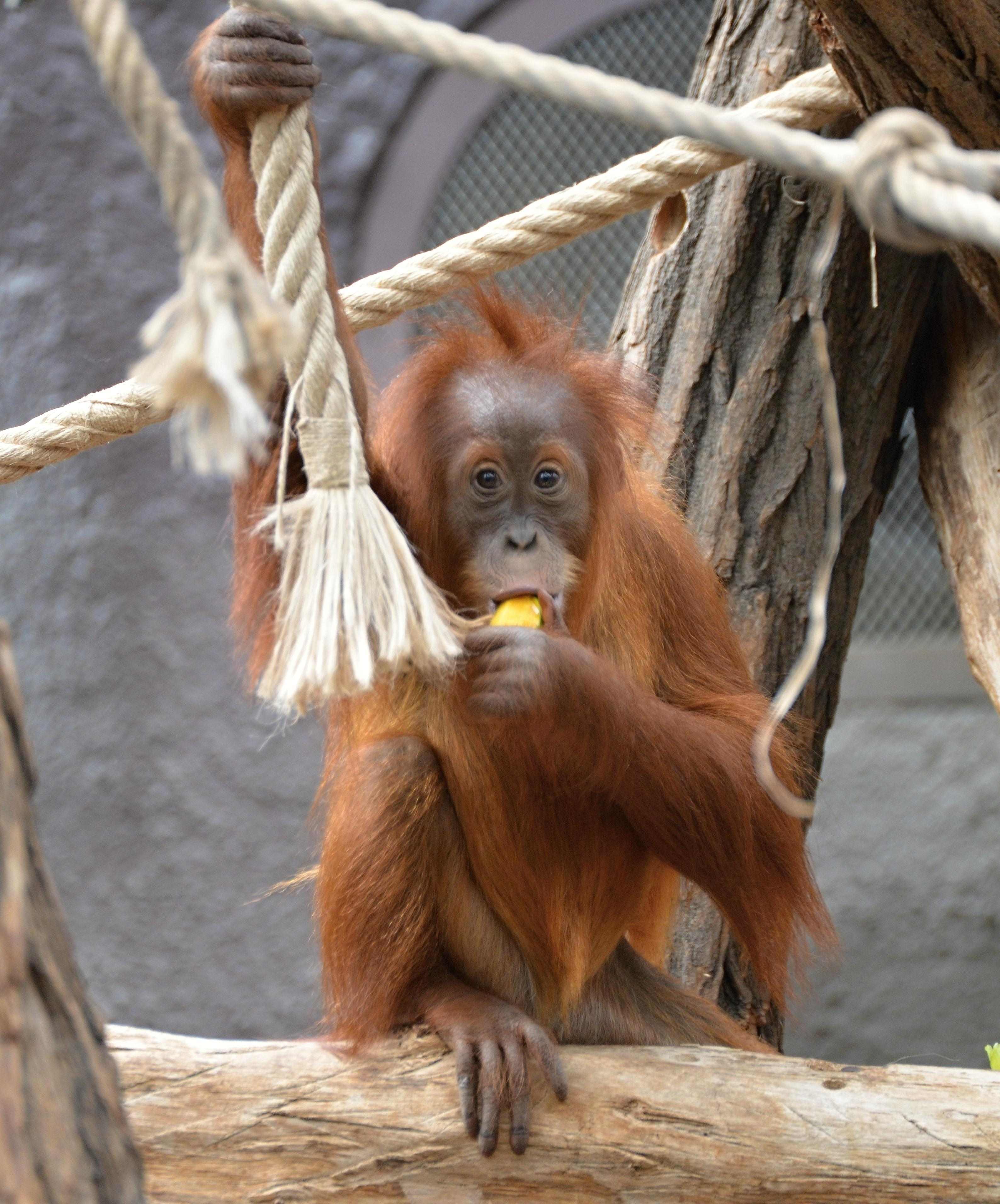 Oslava mezinárodního dne orangutanů v Zoo Praha. Foto: Ondřej Kotek, Zoo Praha