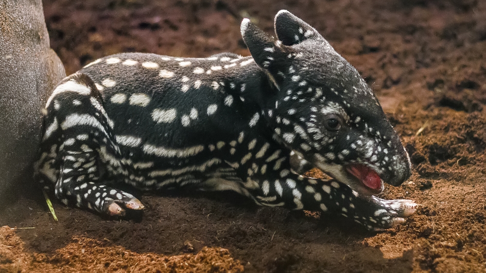 The spot-covered Malayan tapir calf was born in the morning hours of Thursday, October 15. Photo: Petr Hamerník 