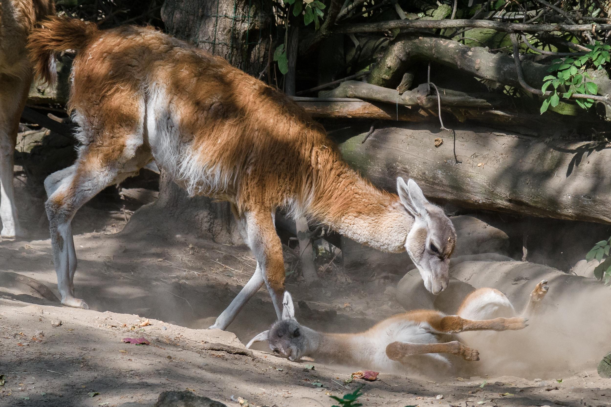 Samičce se daří velmi dobře a návštěvníci ji mohou vidět dovádět ve venkovním výběhu. Foto: Petr Hamerník, Zoo Praha