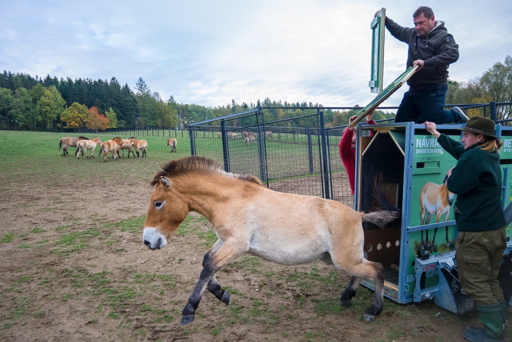 Klisna Heilige vybíhá z přepravní bedny. Nově bude umístěná ve skupině klisen na Dolním Dobřejově. Foto: Petr Hamerník, Zoo Praha