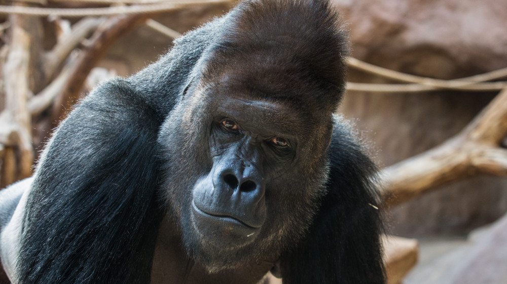 Ceny pro nejvýznamnější sponzory Zoo Praha nesou jméno populárního samce gorily nížinné Richarda. Autor: Václav Šilha, Zoo Praha