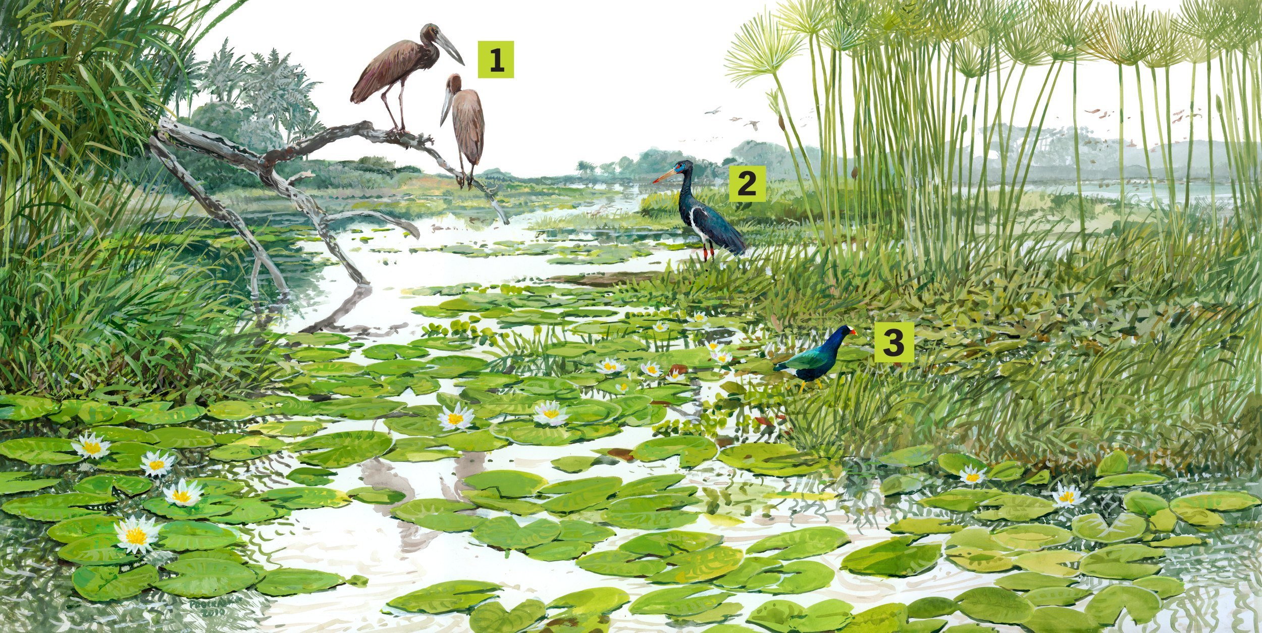 Okavango, autor: Pavel Procházka