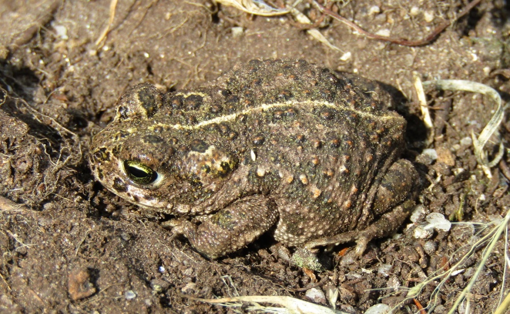 Ropucha krátkonohá. Foto: Jonatan Antunez / CC BY-NC 4.0, iNaturalist (zdroj: www.inaturalist.org/photos/453514721) 