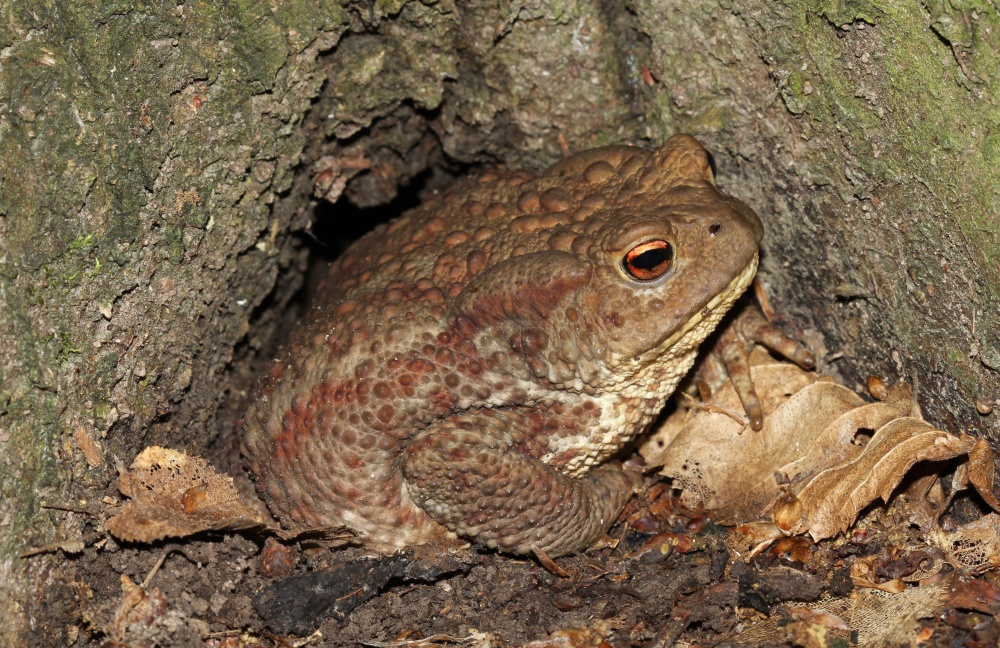 Ropucha obecná. Foto: George Chernilevsky / CC0, Wikimedia Commons (zdroj: commons.wikimedia.org/wiki/File:Bufo_bufo_2015_G3.jpg)