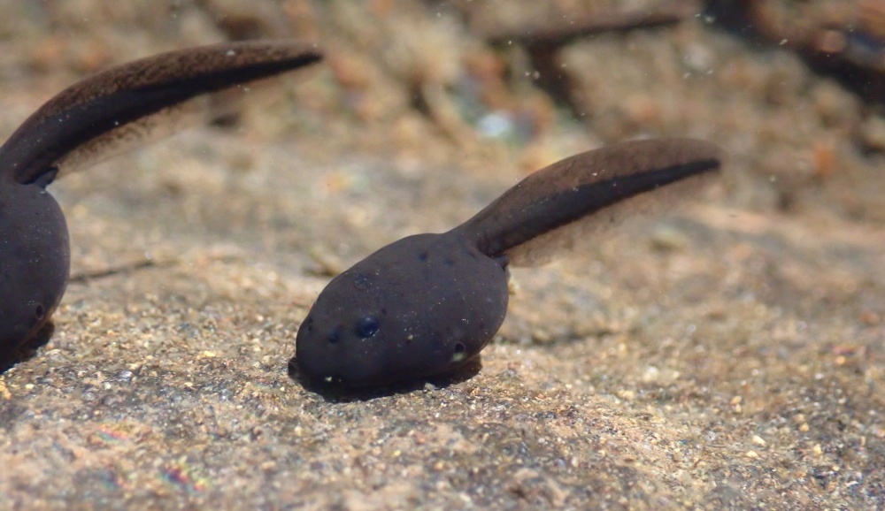 Pulec ropuchy obecné. Foto: Calum McLennan / CC BY-NC 4.0, iNaturalist (zdroj: www.inaturalist.org/photos/201833983)